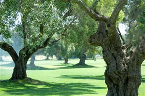 Image of the grounds at San Andreas Golf