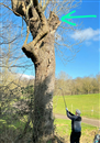 Steve Slater lodged his drive in the tree on the 15th at The Brentwood
