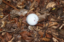 Clayton rues his luck and fails to reach the green from the woods...